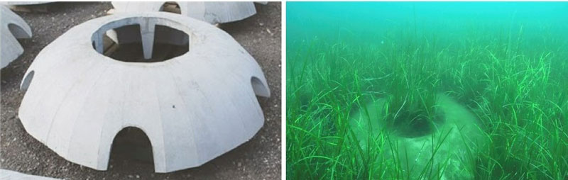 ドーム型の「竜宮礁」を海底に設置するとアマモが成長