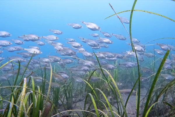 陸奥湾の豊かさを後世へつなげる