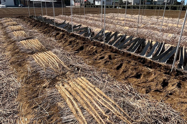 自家栽培された自然薯。収穫ツアーも人気を呼んでいる