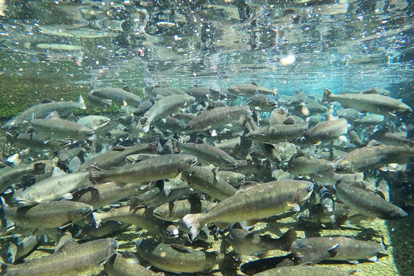 養殖されたサクラマス