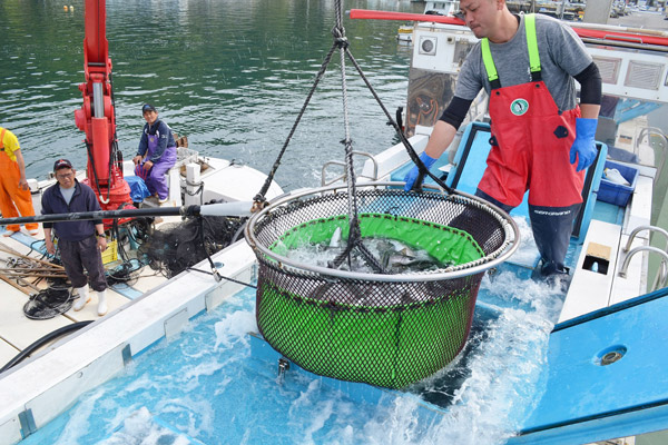 海面で育てたサクラマスをトラックに積載する作業