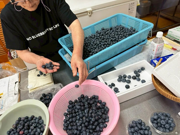 ブルーベリー収穫の様子
