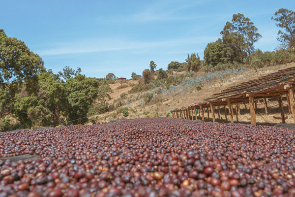 エチオピアで収穫されたアラビカ種のコーヒーチェリー。アフリカンベッドと呼ばれる乾燥台で天日干しされる