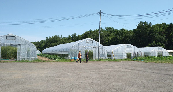 農園の栽培用ハウスでは、トマトをはじめさまざまな野菜を栽培。収穫体験ができる