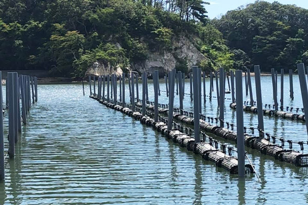 松島湾の浅瀬を活用した潮間帯養殖は生命力の強い輸出用のカキをつくる